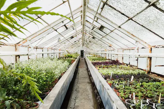 Vegetable Farming
